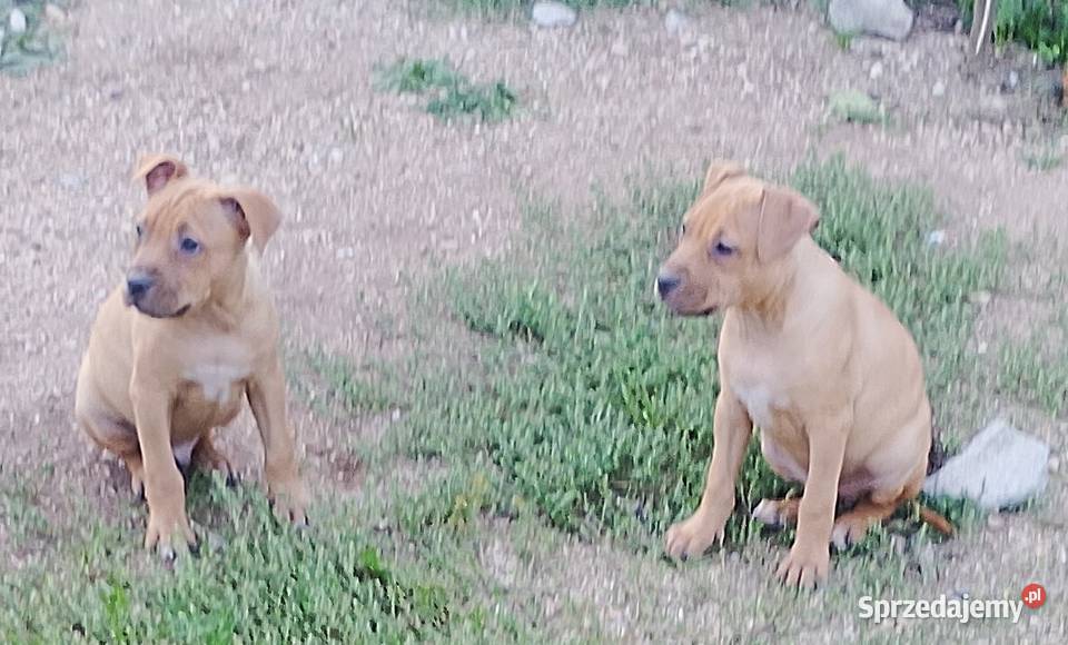 Amerykański Pitbullterrier szczeniaki Bolesławiec