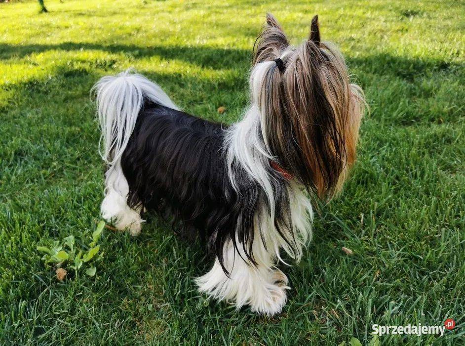 yorkshire terrier chłopiec trikolor Kraków