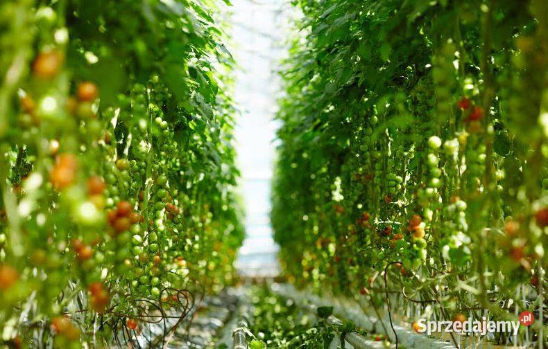 OBORNIK GRANULOWANY KURZY NAWÓZ NATURALNY Pabianice sprzedam