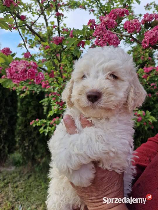 Lagotto Romagnolo ZKwPFCI Jakubowice Konińskie