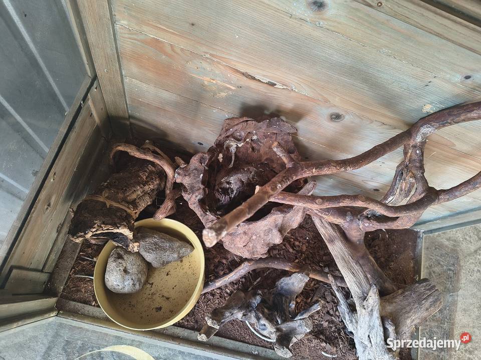 Terrarium plus wyposażenie łódzkie Chorzew sprzedam
