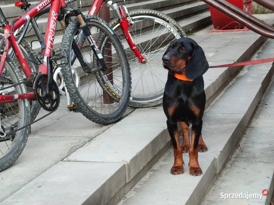 Szczenięta gończy polski zkwp FCI Tymbark