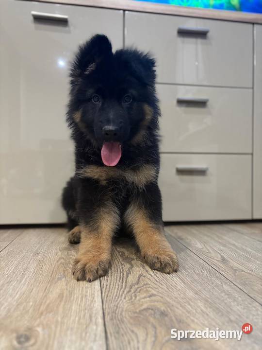 Owczarek Niemiecki szczeniak Stara Huta