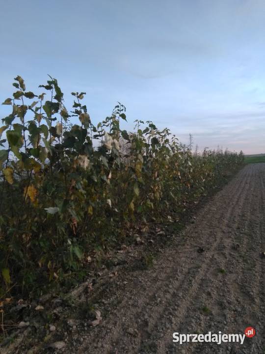 Topola hybrydowa 275 sadzonki Łukowa