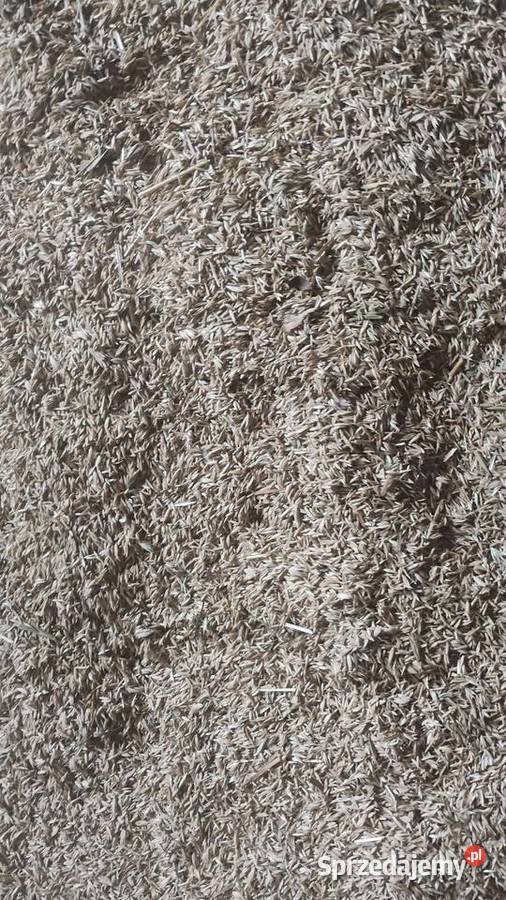 Sprzedam nasiona traw kupkówka kostrzewa mazowieckie Opinogóra Górna