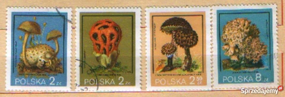 Zn Fi 2545 6 8 9 kas 80 Gliwice