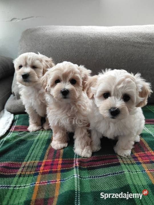 Maltipoo F1 Dobre Miasto