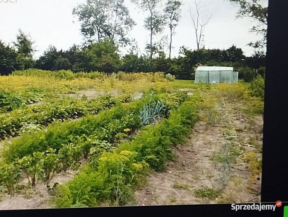 Sprzedam duże bezczynszowe 3pokojowe mieszkanie Liczba pokoi 3 Sprzedaż Parwark