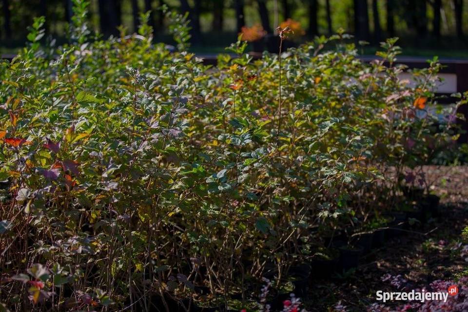Kalina koralowa Viburnum opulus 3050 donica 2 l