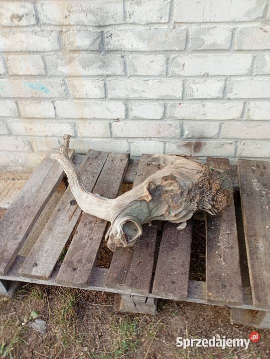 Niepowtarzalny korzeń ozdobny do ogrodu świętokrzyskie Połaniec
