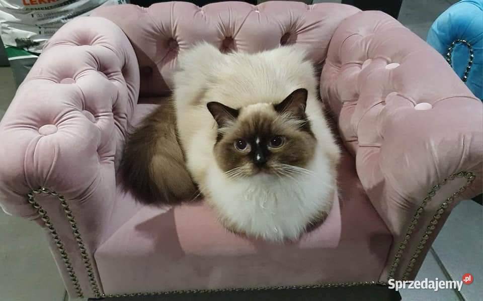 Legowisko kanapa glamour psa kota 100 kolorów Zwierzęta