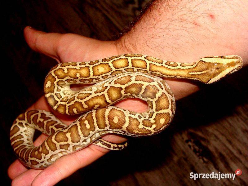 Młode Pytony birmańskie Python bivittatus śląskie Katowice sprzedam