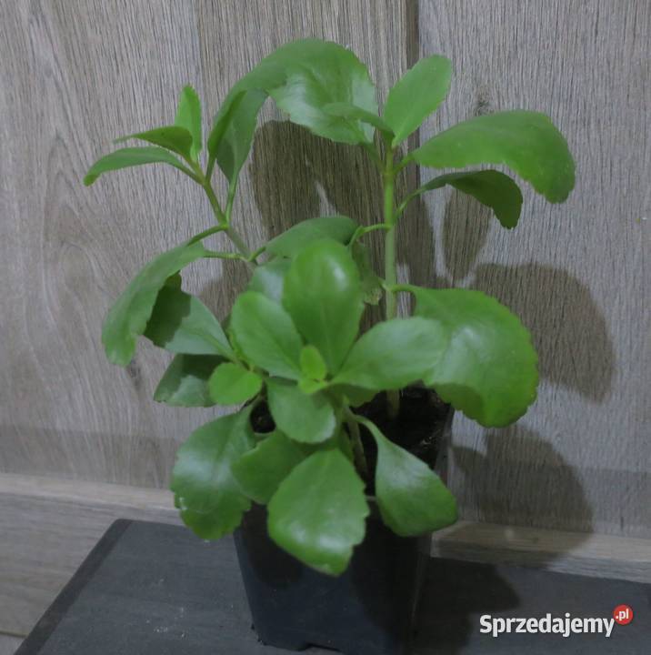 Żyworódka Pierzasta Kalanchoe Pinnata 4 Pruszków