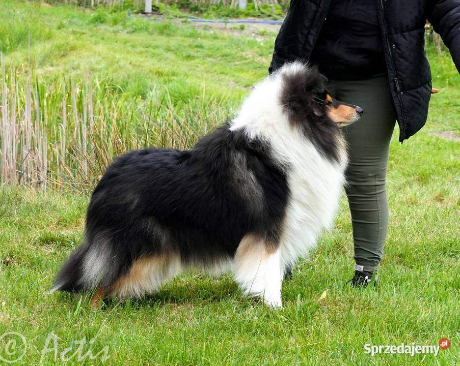 COLLIE Owczarek Szkocki długowłosy szczeniaki Janów