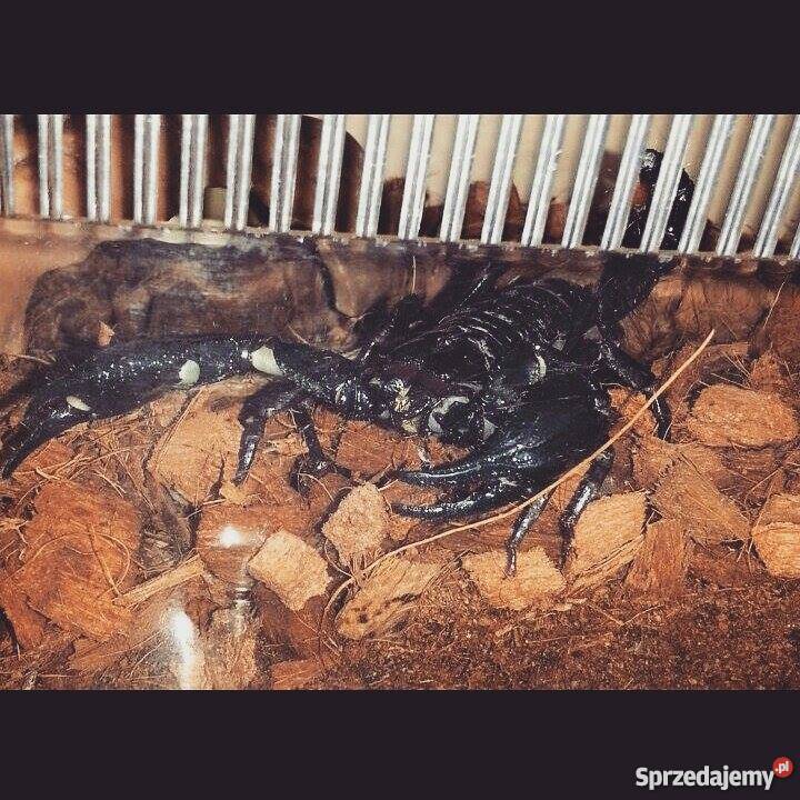 Skorpion Cesarski zamienie sprzedam Pleszew