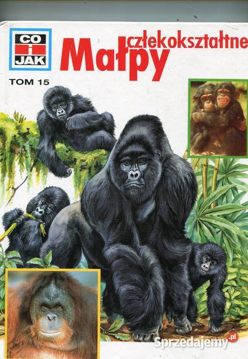 Co i Małpy człekokształne T15 Szczecin