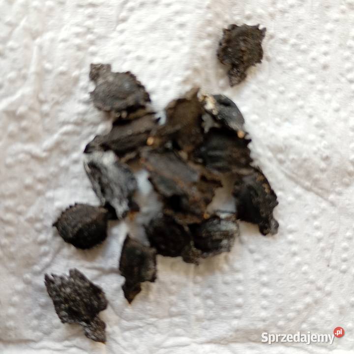 nasiona Cyklantera Bukowno