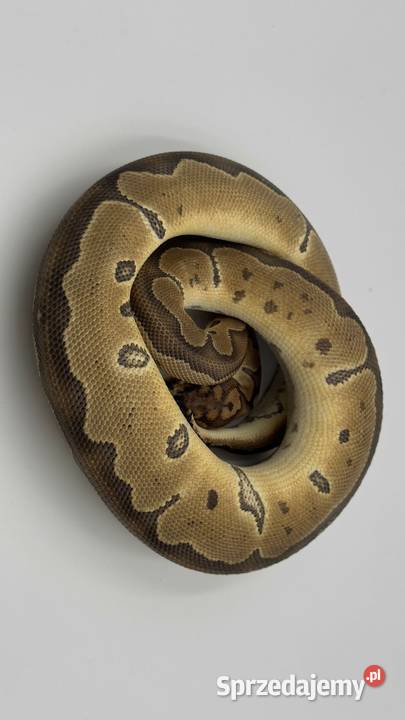 Special clown samica Pyton królewski regius wąż Gady i płazy śląskie Chorzów