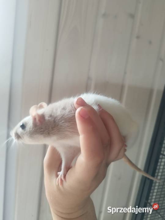 duża klatka i 3 samiczki szczura Żory sprzedam