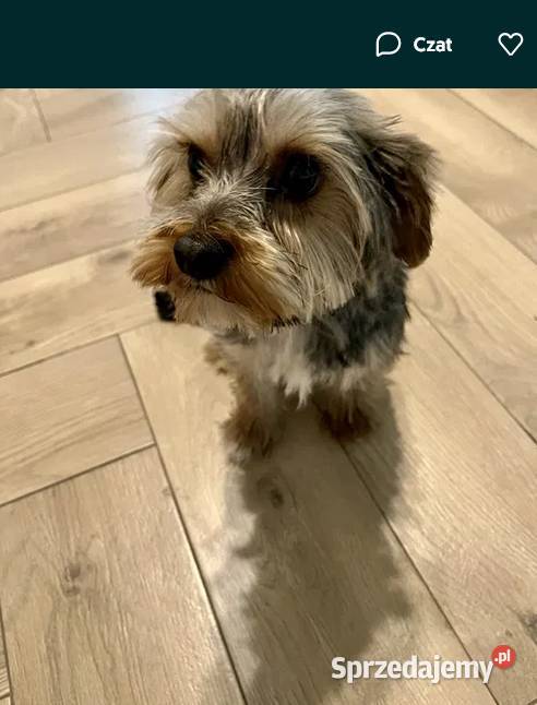 yorkshire terrier pies Skalbmierz sprzedam