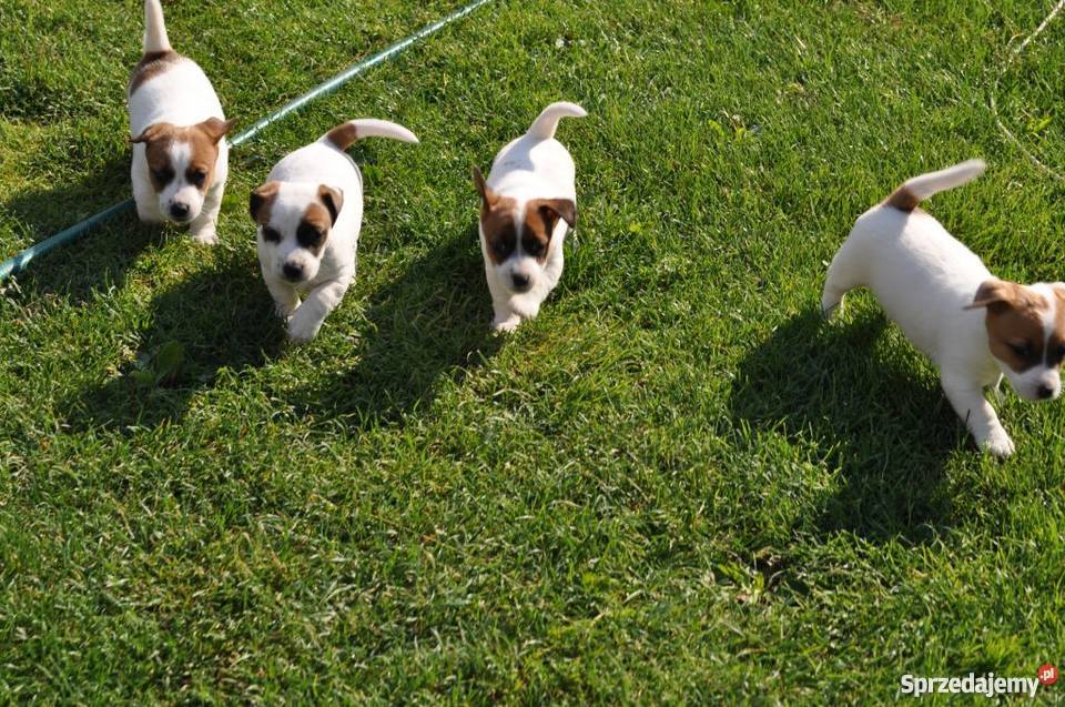 Jack Russell Terrier szczenięta Zamość Jack Russell Terrier lubelskie