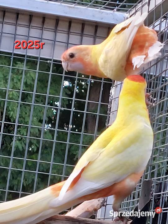 Posiadam na sprzedaż rozelle królewskie w Ptaki małopolskie