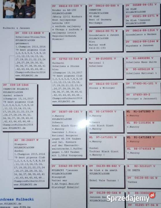 Gołęb pocztowy na daleki dystans Ptaki Paczyna