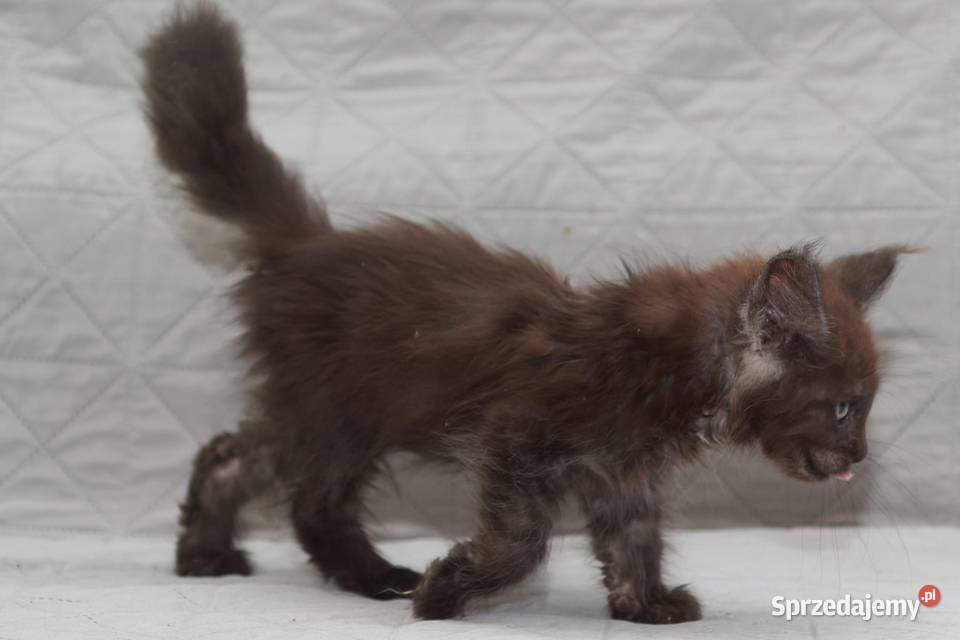 Maine Coon czarna dymna koteczka Ira Nannarella Maine Coon Słupno