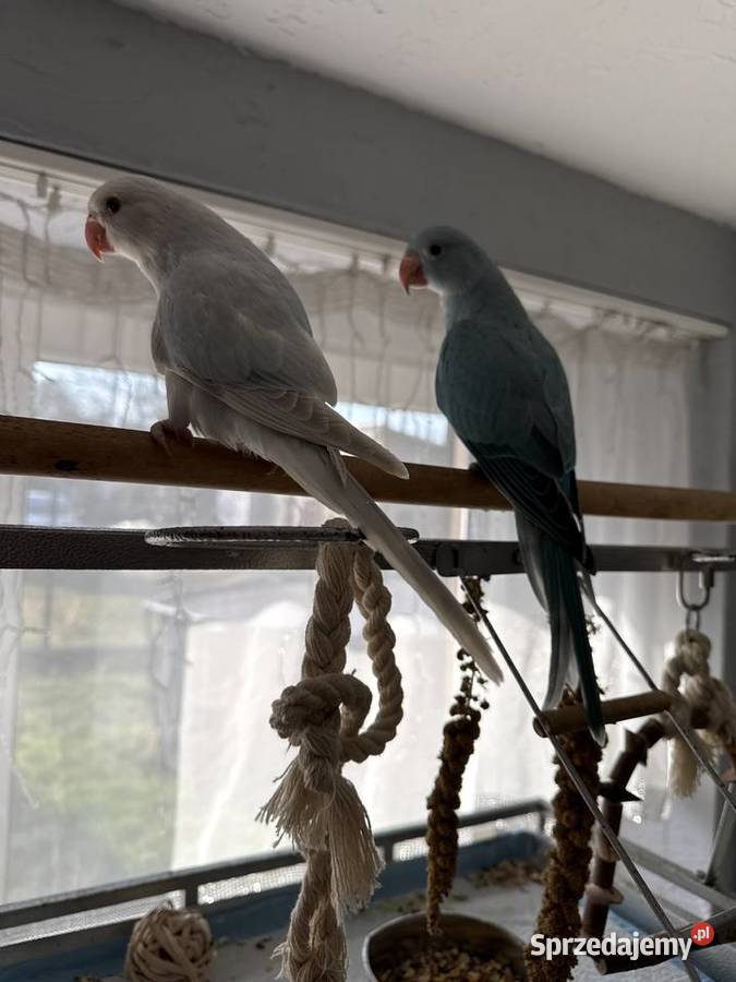 Aleksandretta parka ręcznie karmiona Mikołów