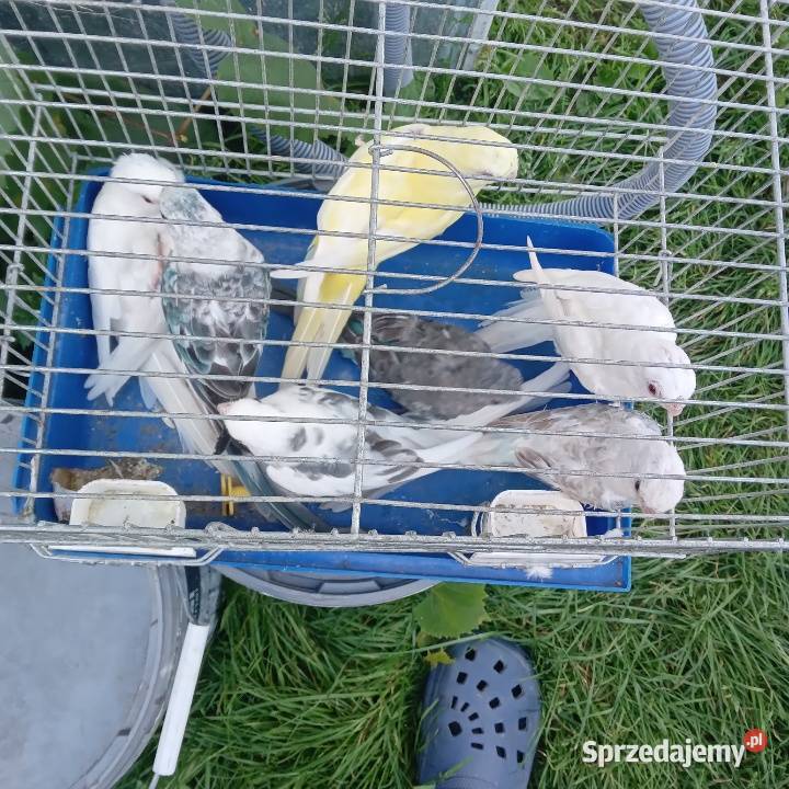 Papugi kanarki zeberki Nowe Polaszki