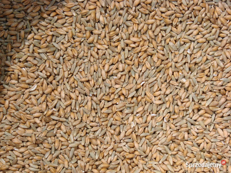 Sprzedam mieszanka żytopszenżyto