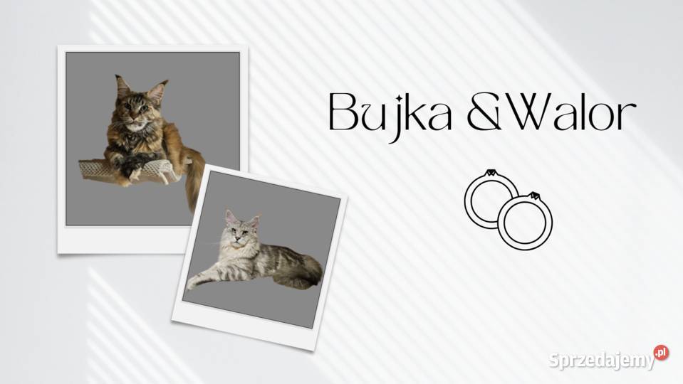 CatsMyLove kociaki Maine Coon Ruda Śląska