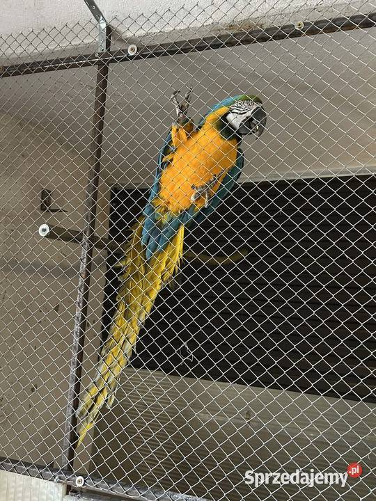 Ara ararauna samiec 22r małopolskie