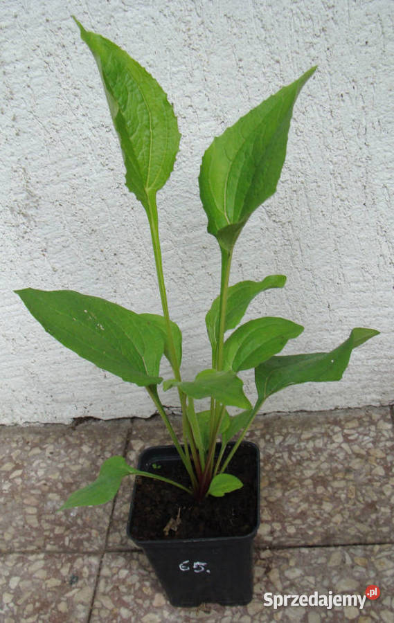 JEŻÓWKA MAGNUS Echinacea sadzonki w doniczkach sprzedam