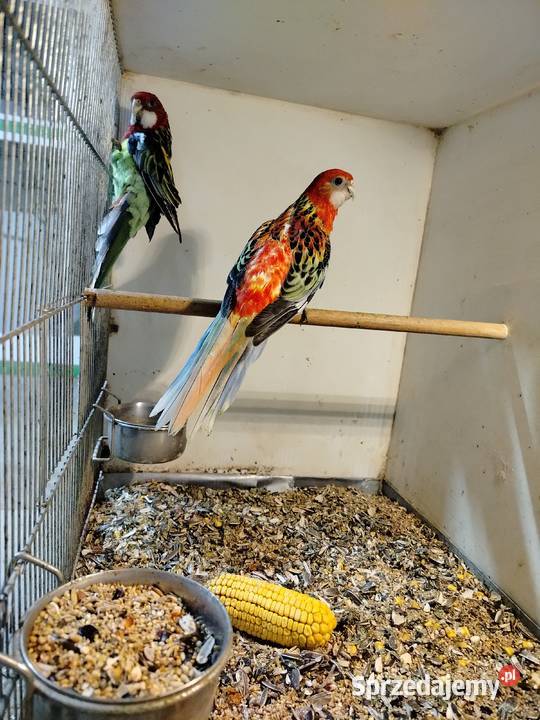 Rozelle białolice para 2025 Jarosław