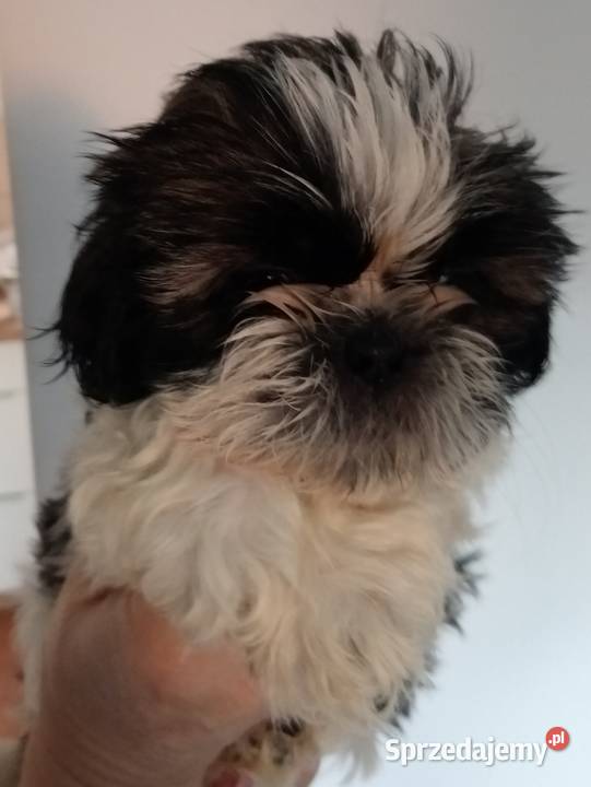 Shih tzu szczeniaczki wielkopolskie Gruszczyn
