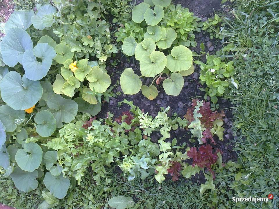 działkę rekreacyjną w Gliwicach Gliwice sprzedam