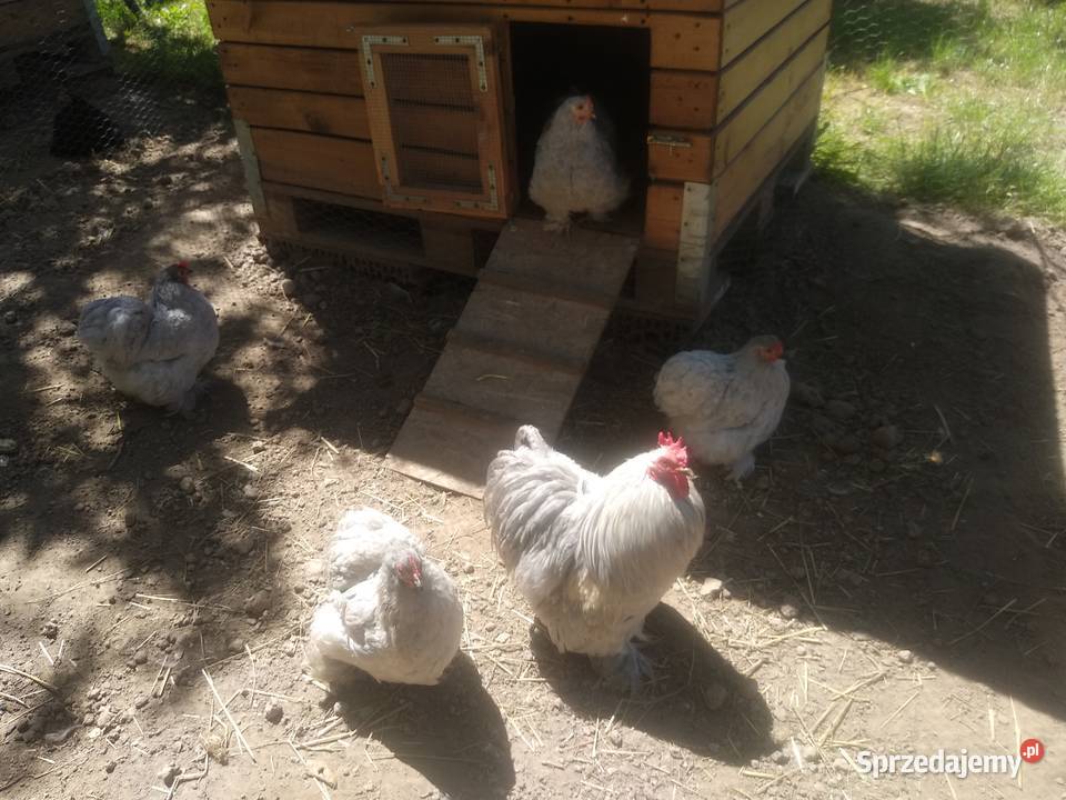 Jaja lęgowe karzełek łapciaty kochin karzełek Drób i ptactwo Krzemienica sprzedam