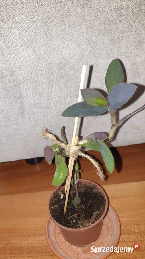 Trzykrotka setkrezja purpurowa wysokość 27 Warszawa