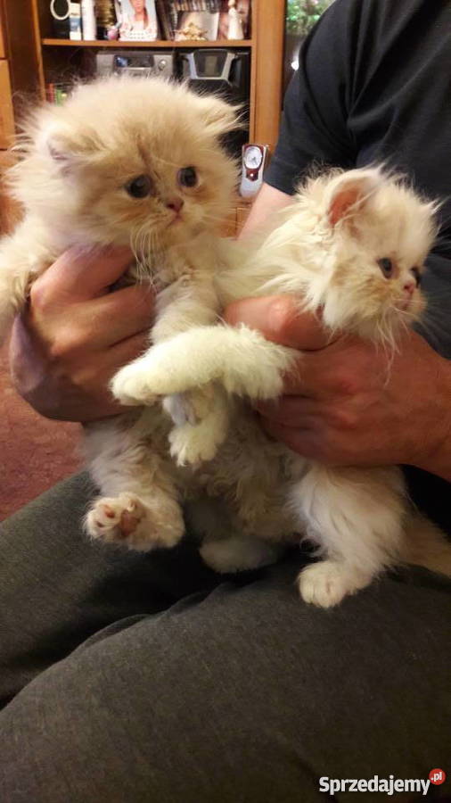 kotykotkikocięta perskie Bydgoszcz