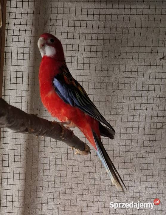 Rozella Białolica 2025 sprzedam