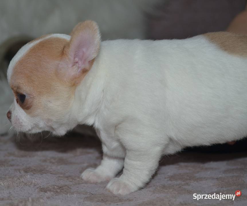 Maleńka królewna Chihuahua krótkowłosa szuka Warszawa sprzedam