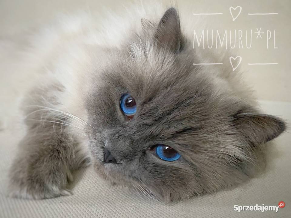 Cudowny ragdoll kocur hodowla FPL rodowód Ragdoll lubuskie Gorzów Wielkopolski sprzedam
