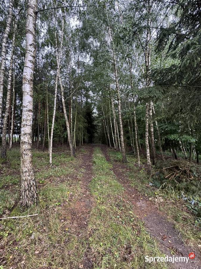 DZIAŁKA REKREACYJNA 5000 m SMOLEŃPOLUBY WŁASNY Borkowo-Falenta