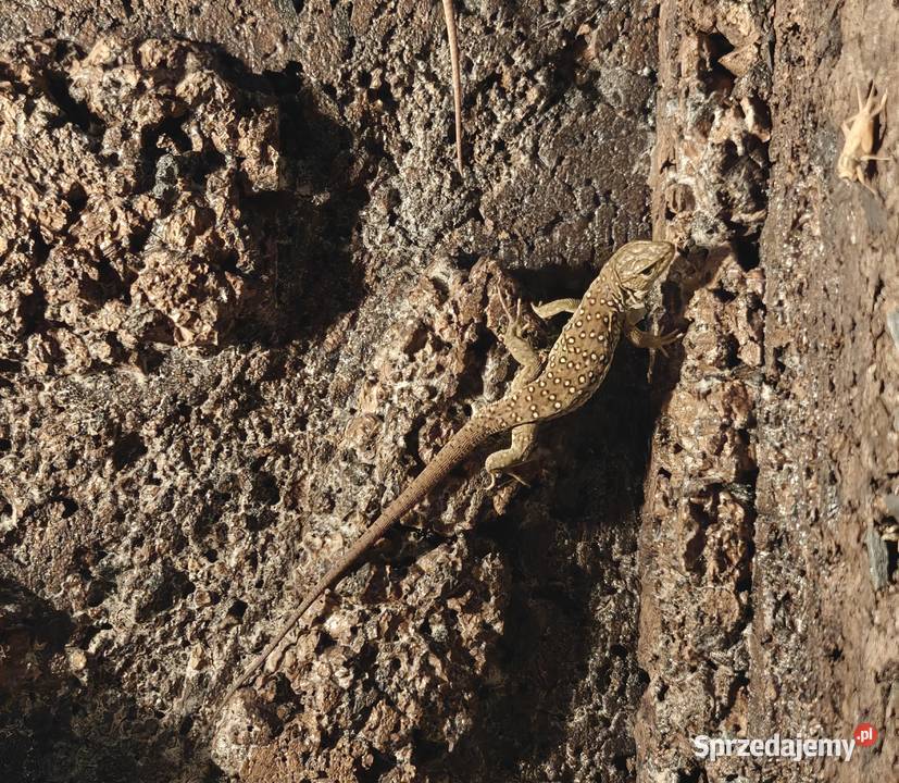 Jaszczurka Perłowa Timon lepidus Piękna i Ksawerów