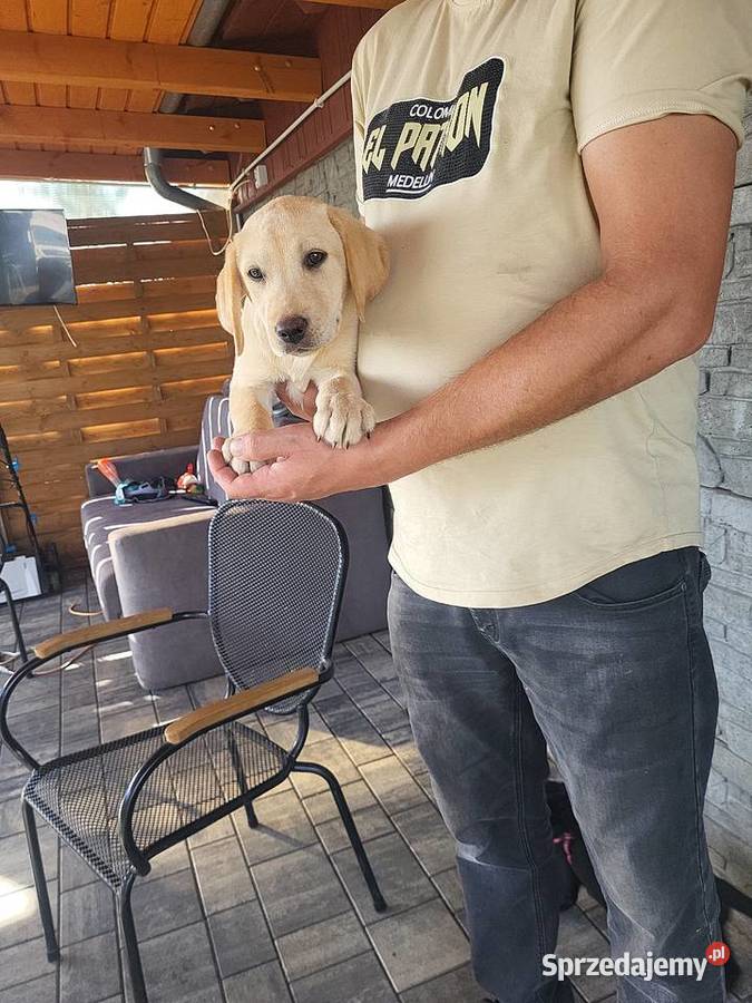 Labrador retriever wielkopolskie Zbąszyń