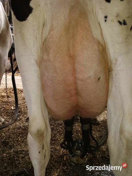 Sprzedam bydło mleczne HF 65 sztuk Nowy Dwór Gdański