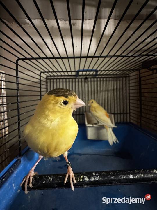 Para Kanarków i młody czyżyk Cianowice