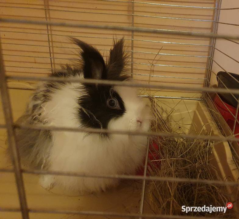 Króliczek królik Teddy karzełek minaturka matka śląskie