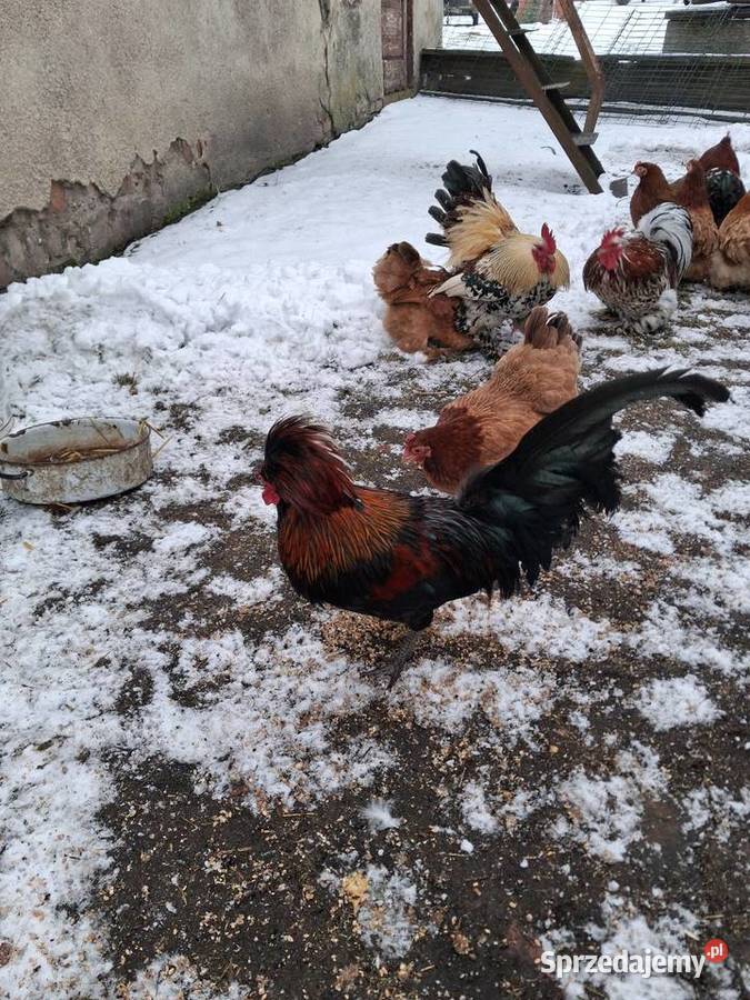 Jajka lękowe kur rasy kochin Miękinia